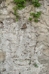 Grunge wall background with old weathered stones and plants texture