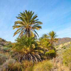 Fototapeta na wymiar palm tree in wild nature