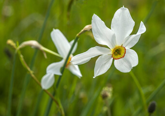 Narcisse des poètes à Castelnau-de-Mandailles, Aveyron, France