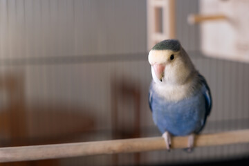 Agapornis Roseicollis