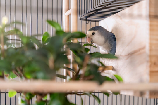 Agapornis Roseicollis saliendo de casa de madera dentro de su jaula con &aacute;rbol