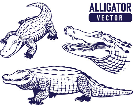 Set of hand draw vintage alligator / crocodile premium vector