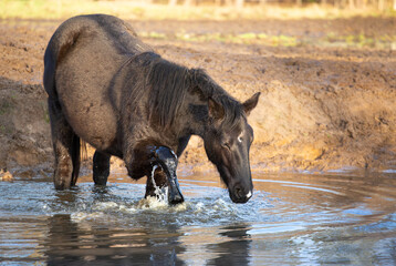 Black young horse in the water. having fun, splashing