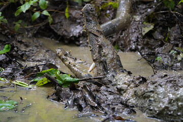 Black Caiman in the mud (Melanosuchus niger) Alligatoridae family. Amazon rainforest, Brazil.