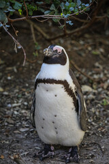 The Penguins of Boulders Beach