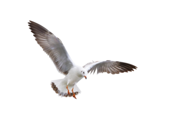Beautiful seagull flying isolated on transparent background.