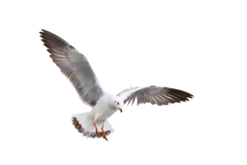 Zelfklevend Fotobehang Beautiful seagull flying isolated on transparent background. © Passakorn