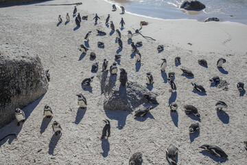 The Penguins of Boulders Beach
