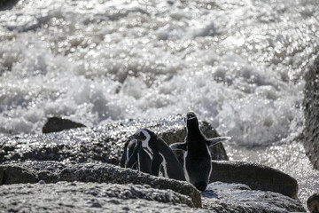 The Penguins of Boulders Beach