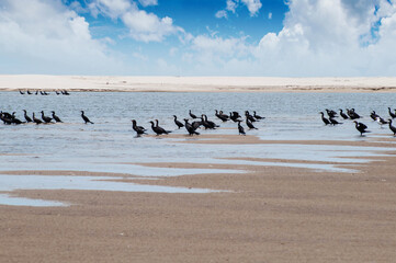 Large group of cormorons flying in fish pond