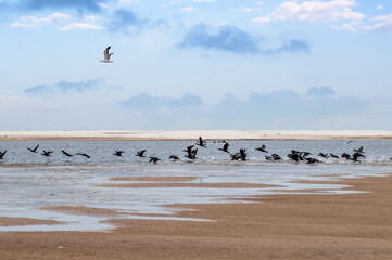 Large group of cormorons flying in fish pond