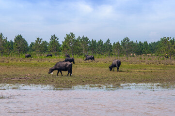 Naklejka na ściany i meble Portrait of a landscape with buffaloes and lake in brazil