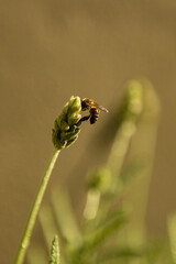 bee on a flower