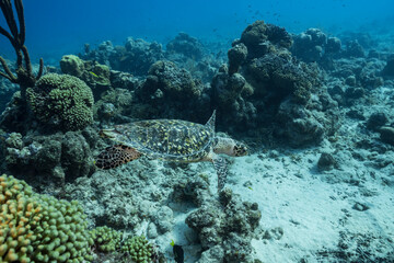 Seascape with Hawksbill Sea Turtle in the coral reef of the Caribbean Sea, Curacao