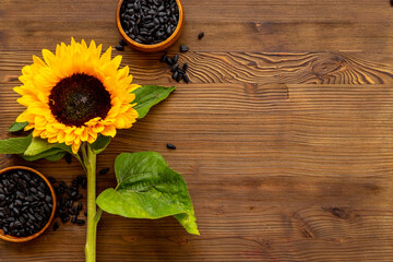 Fototapeta premium Blooming yellow sunflowers with black seeds. Harvest season background