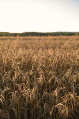A grain field in full bloom
