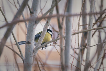 great spotted woodpecker