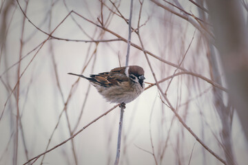 sparrow on the snow