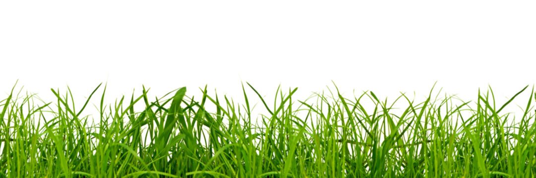 grass - Powered by Adobe