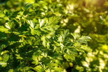 Green parsley leaves growing in the garden