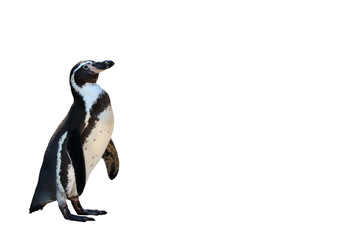 Humboldt penguin standing isolated on transparent background png file	