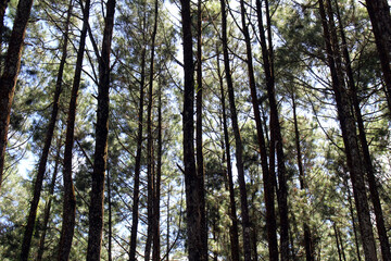 Pine forest in Jogja or called Hutan Pinus.