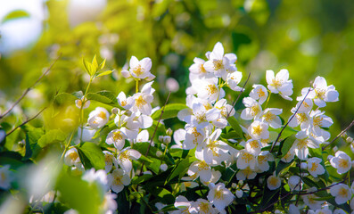 Jasmine blossom branch in the garden in spring
