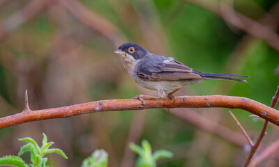 curruca mystacea on branch of menetries`s Warbler tree with colorful background
