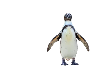 Fototapeten Humboldt penguin standing isolated on transparent background png file © Passakorn