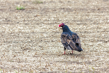 A Turkey Vulture in a Cornfield