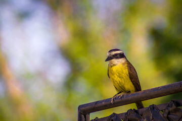 Bird