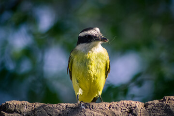 Bird