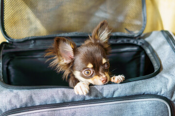 キャリーバッグから顔を出すロングコートチワワの子犬