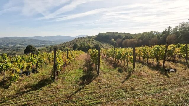 Beautiful view of vineyard landscape on sunny autumn days. Green hills and valleys with blue sky and white clouds. Scenery of plantation of grape vines.	
