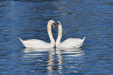 Obraz premium Two Mute swans swim together and form a heart with their bodies