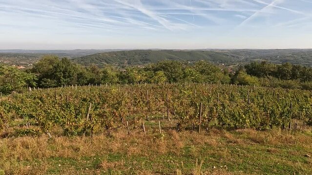 Beautiful view of vineyard landscape on sunny autumn days. Green hills and valleys with blue sky and white clouds. Scenery of plantation of grape vines.	
