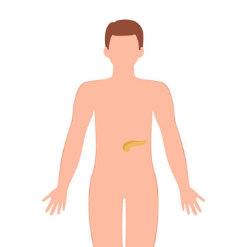 Pancreas organ with human silhouette. Male silhouette with Pancreas isolated on white background. Anatomy, medicine concept. vector illustration