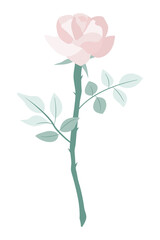 blossom pink rose isolate on transparency background