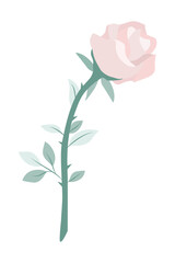 beautiful pink rose isolate on transparency background