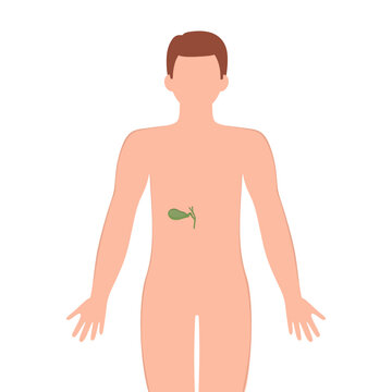 Gallbladder with human silhouette. Male silhouette with Gallbladder isolated on white background. Anatomy, medicine concept. vector illustration