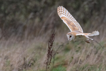 Barn owl hunting over the grass at dusk, North Norfolk, UK.