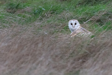 Barn owl sitting in the grass after catching prey, North Norfolk, UK.