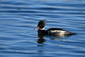 Close up of a colorful male Red-breasted Merganser duck swimming 