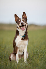 Border Collie dog with tongue out and happy face on the walk