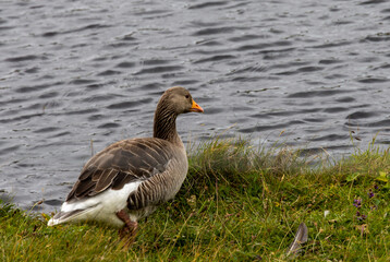 Close up shot of a hebridean duck swimming peacefully in a lock in the Outer Hebrides, Island of Lewis and Harris.
