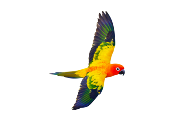 Sun parakeet bird flying isolated on transparent background png file	
