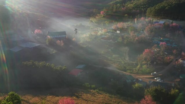 Aerial view of pink blossom Sakura flower or Prunus Cerasoides full bloom in Ban Rong Kla Village with the natural high area at Phu Lom Lo Mountain Loei, and Phitsanulok, Thailand.