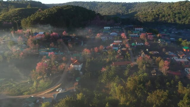Aerial view of pink blossom Sakura flower or Prunus Cerasoides full bloom in Ban Rong Kla Village with the natural high area at Phu Lom Lo Mountain Loei, and Phitsanulok, Thailand.