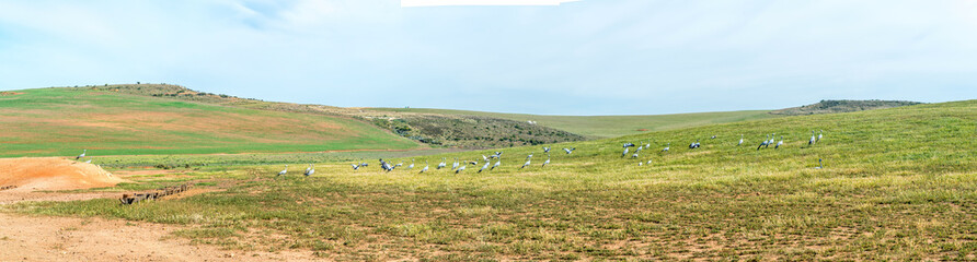 Large flock of Blue Cranes between Struisbaai and Malagas