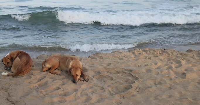 adorable red cur dog with short fur lies on golden beach sand and sleeps in sunlight shadow close view slow motion.Concept tropical beach resort ogs lies in the shade of a palm tree on the beach, brea